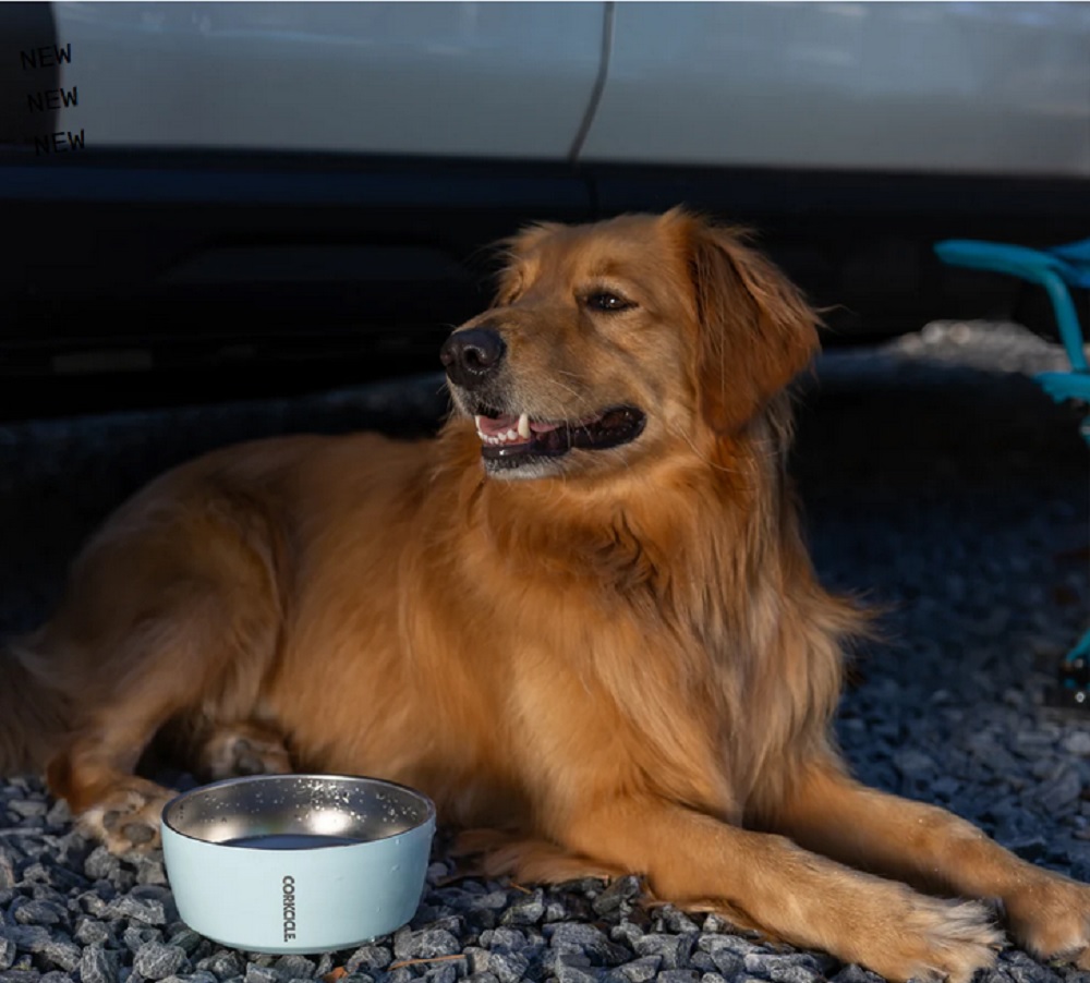 Corkcicle 16oz. Powder Blue Dog Bowl