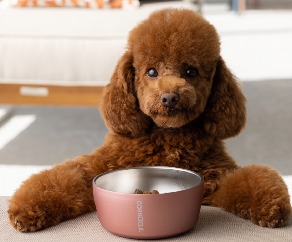 Corkcicle 16oz. Gloss White Dog Bowl